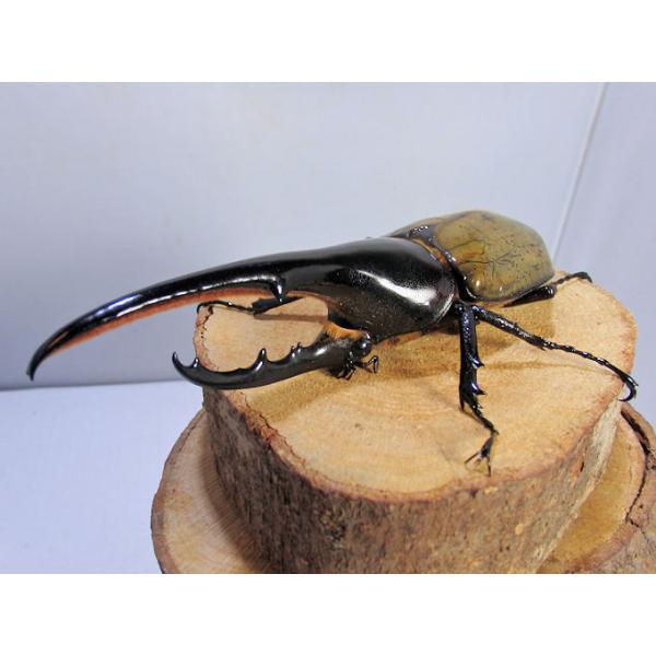 ookuwa-kyoto_kabuto-hercules-osu00