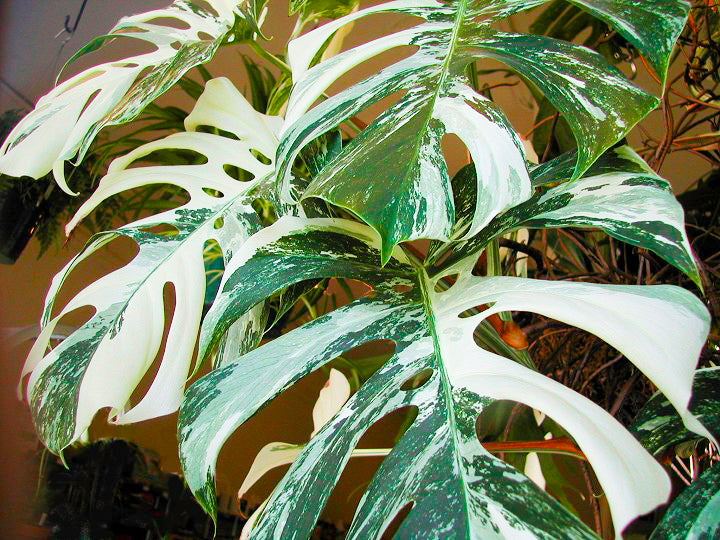 モンステラ・デリシオーサの斑入り変異種 – JolieNursery
