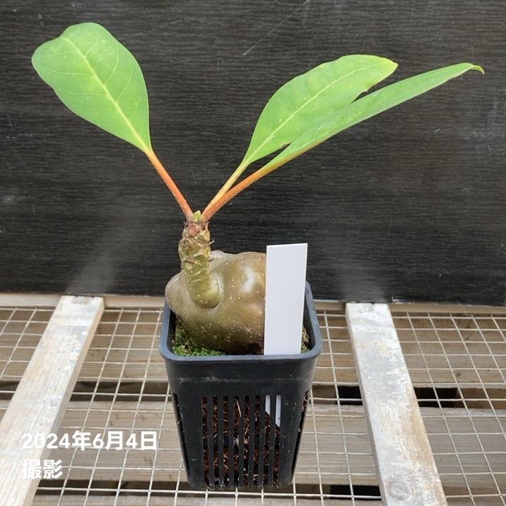 現品お届け】アリ植物 ミルメコディア Myrmecodia platytyrea Southern