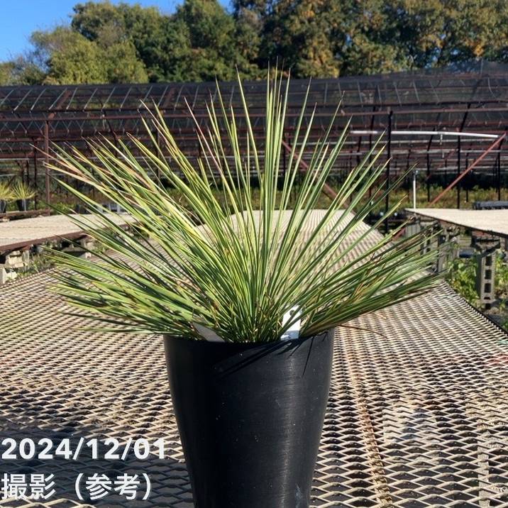 ユッカ 6号 リネアリフォリア（Yucca linearifolia）｜花木01-D1