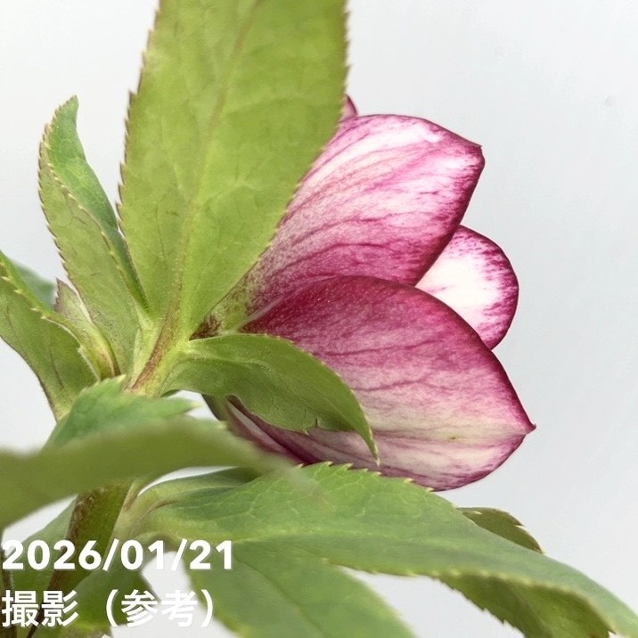 一点物】加藤農園 クリスマスローズ 4.5号（KT32）｜山野04-PA | 草花