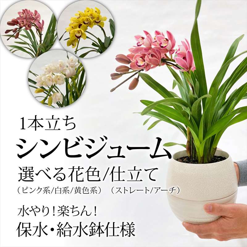 手軽にシンビジューム 選べる花色（ピンク・黄色・白）水やり楽ちん