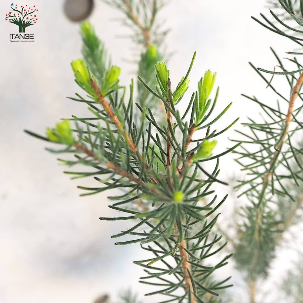 Amazon.co.jp: カロタムス ダスティーグレー 8号鉢【品種で選べる花木