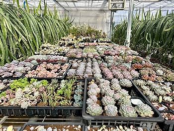 Amazon.co.jp: 【マルイ農園】多肉植物 カット苗 韓国苗4種含む