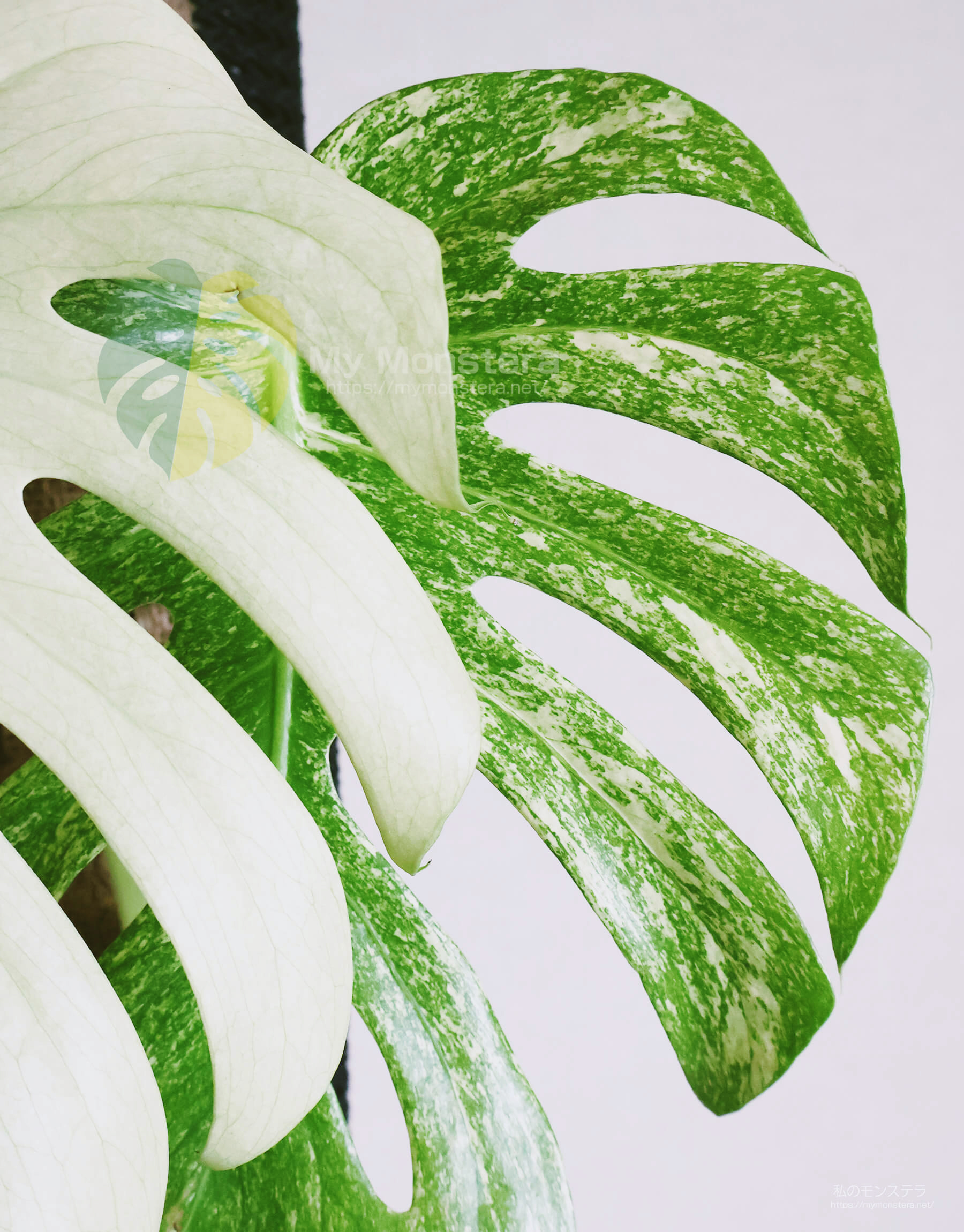 葉が白から緑に変化してきた天津ラン・ホワイトモンスター - 私の