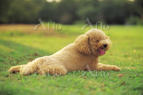 aflo_5690223.jpg