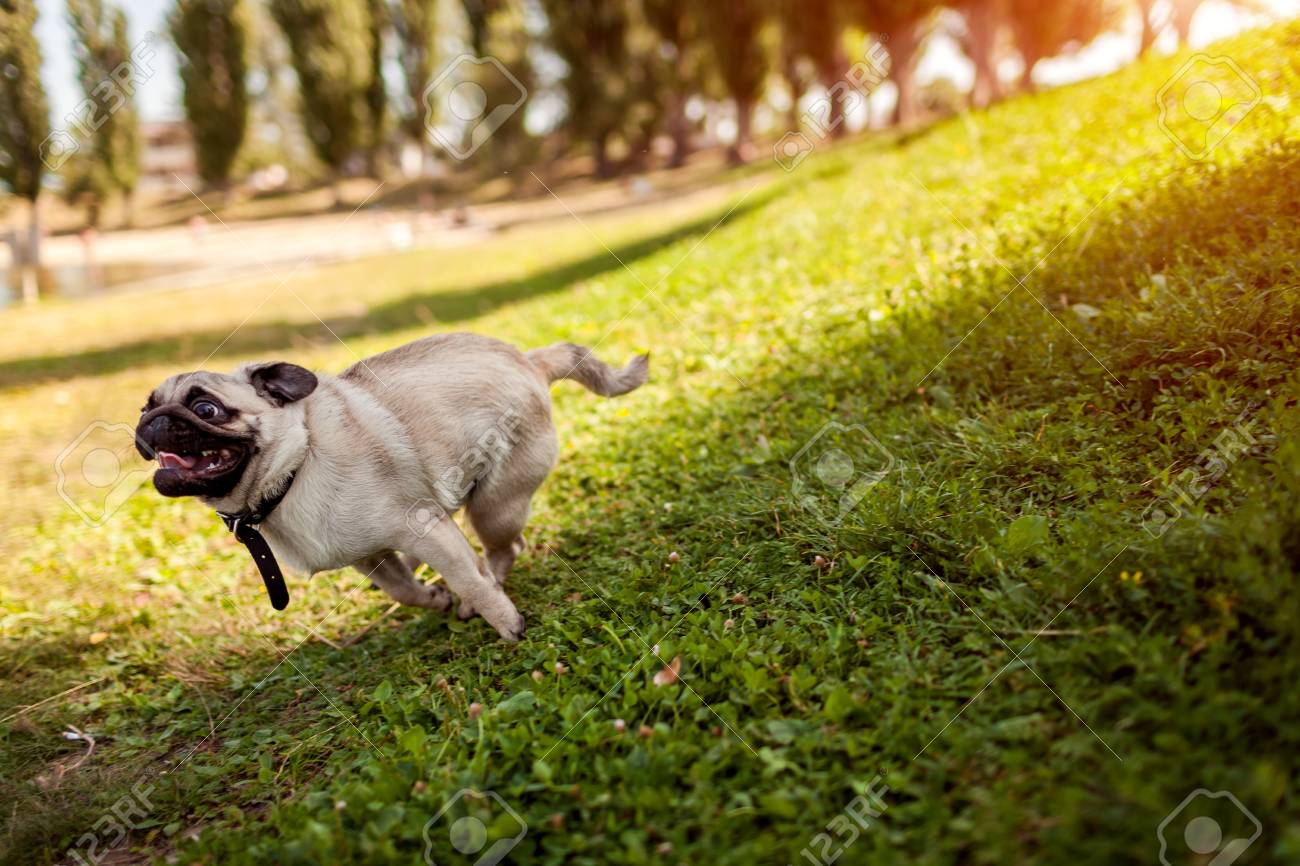 Pug Dog Running In Summer Park. Happy Puppy Having Fun Playing