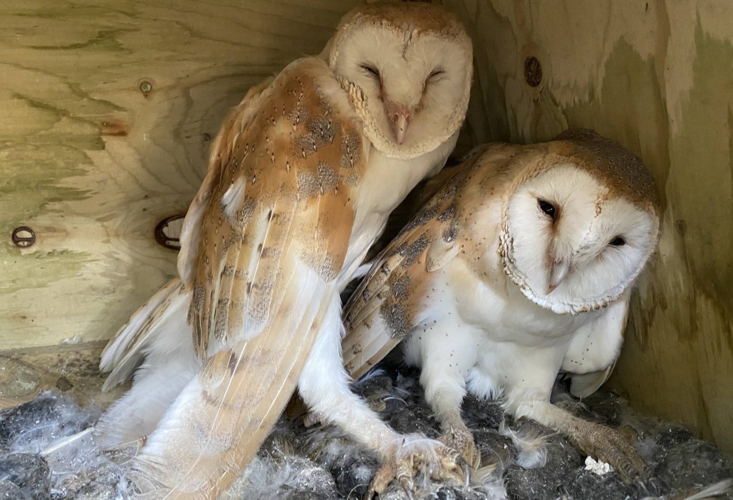 resized-barn-owls.jpg