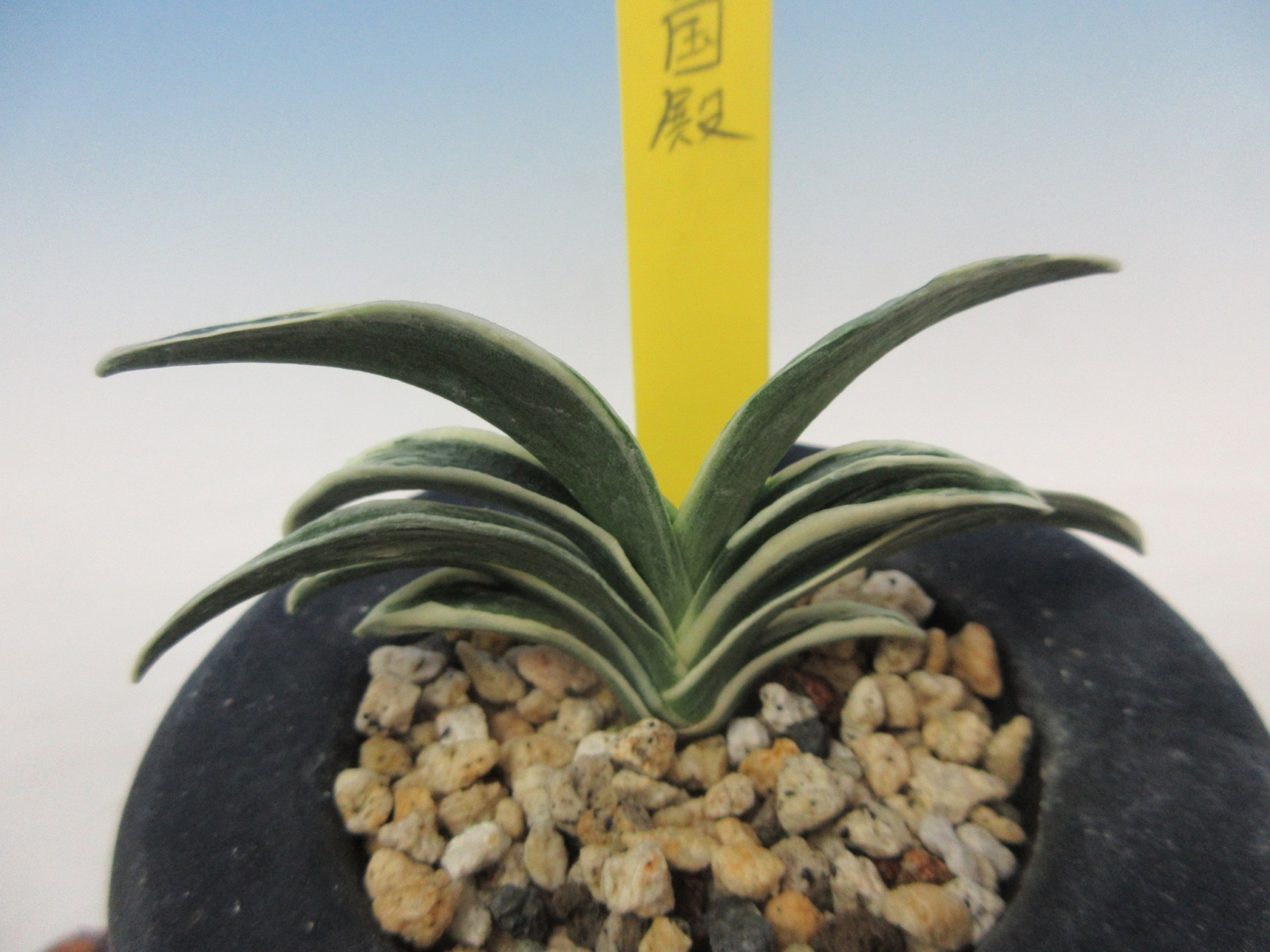 O-5 万年青 羅紗 「富国殿」 中上木 1本立ち - 蘭万園オンライン