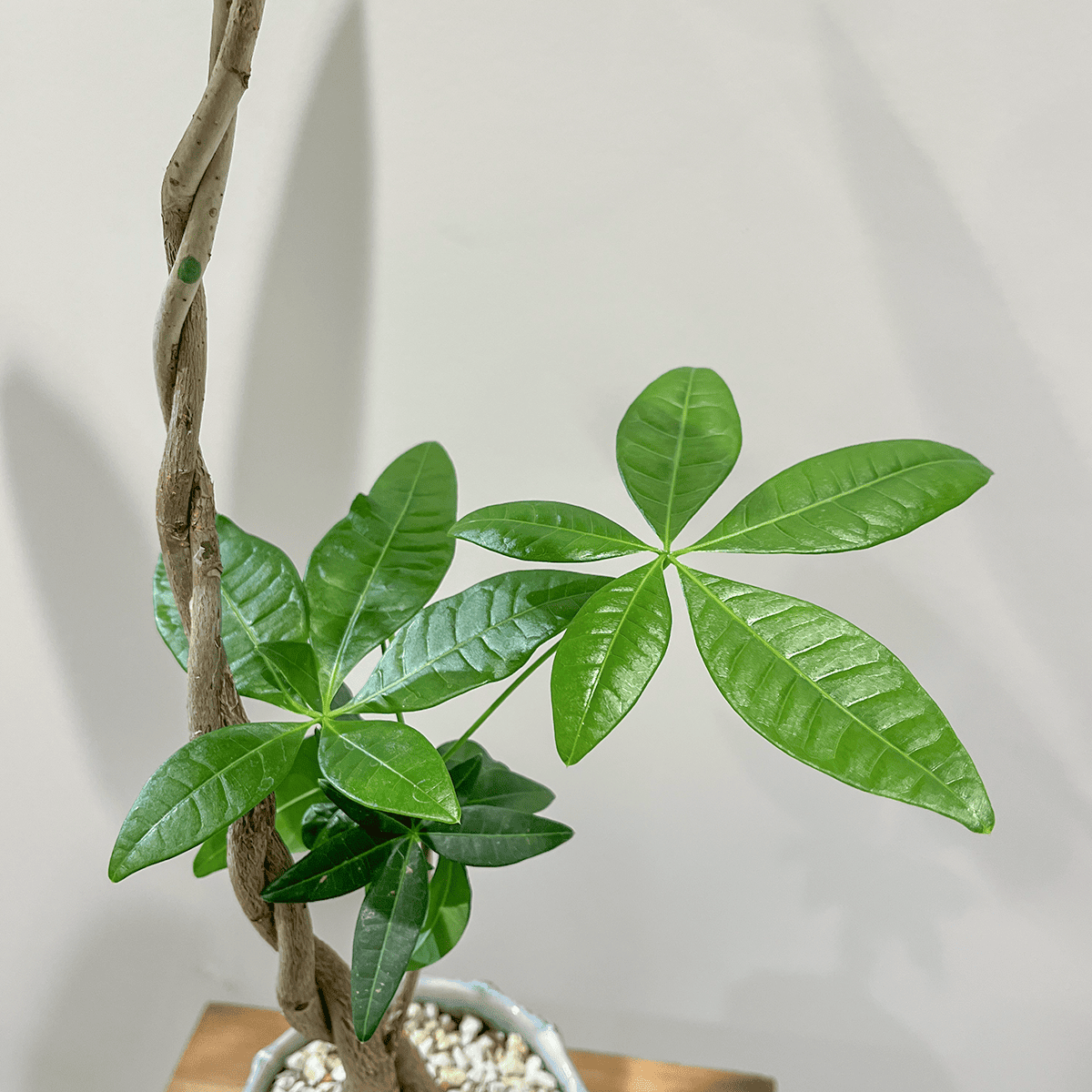 編み込みパキラ】観葉植物 (陶器鉢付き)｜観葉植物の通販サイト – hanna