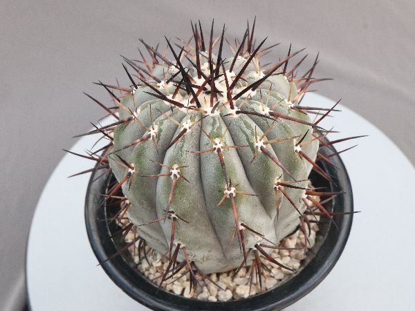 多肉植物・サボテン販売～PICO庵～ / コピアポア属