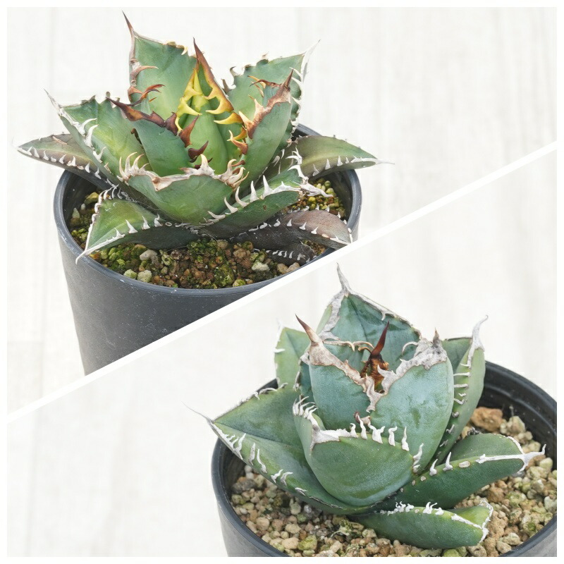 楽天市場】アガベ・チタノタ「姫仁王冠」 3.5号鉢 : 四国ガーデン楽天