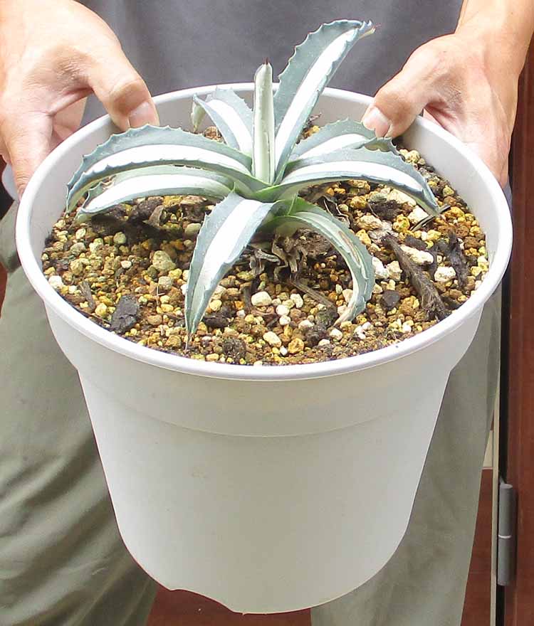 楽天市場】ロックガーデン・ドライガーデンにお勧め【現品・現物