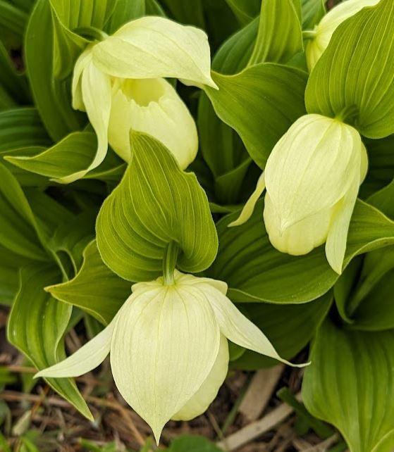 21【北海道 利尻島・礼文島4泊5日の旅】礼文島観光：レブン