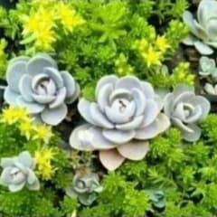 多肉植物 セダム & 子持ち蓮華5株程 - メルカリ