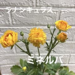 ラナンキュラスラックス♡ミネルバ♡3.5号♡メルカリ便 - メルカリ