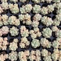 Top【選抜株】多肉植物 25413バブルガム105個 プラグトレー苗 - メルカリ