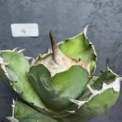 2026年最新】アカベ白犀牛の人気アイテム - メルカリ