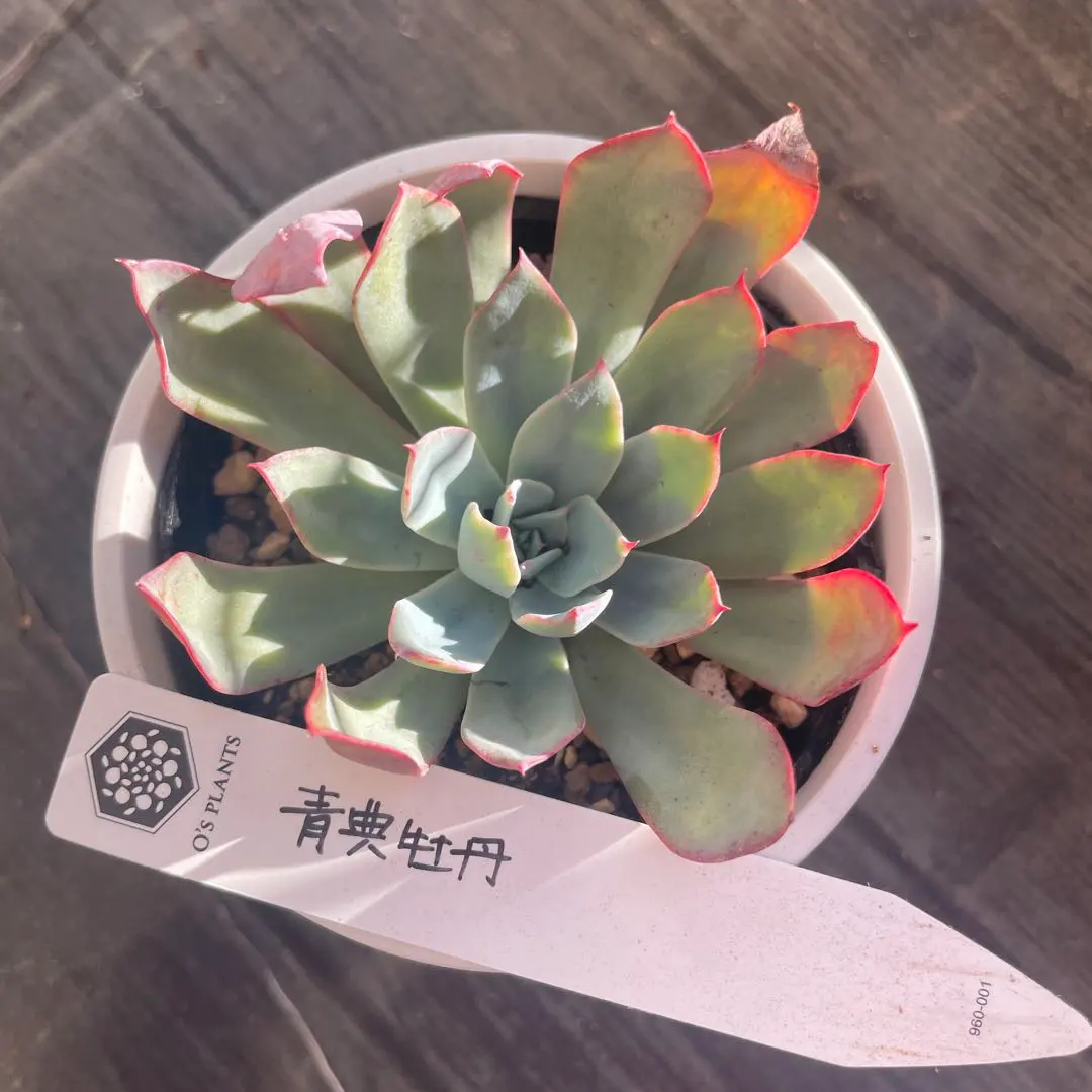 2026年最新】青典牡丹 多肉の人気アイテム - メルカリ