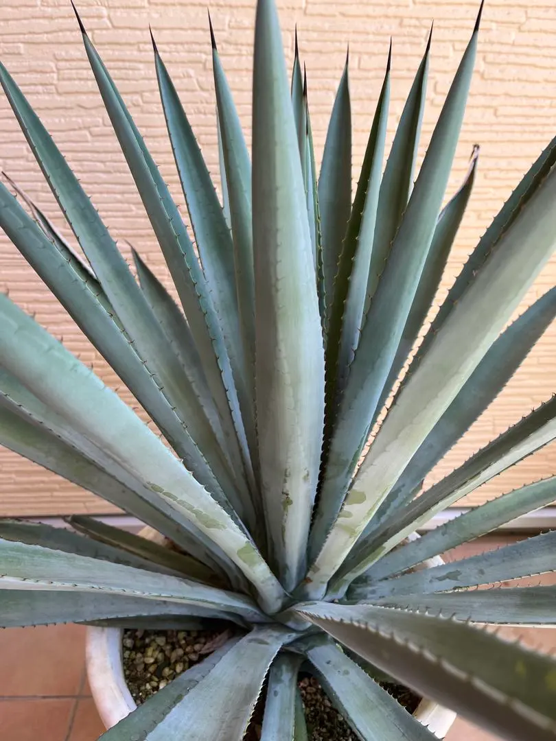 2026年最新】アガベ ミラビリスの人気アイテム - メルカリ