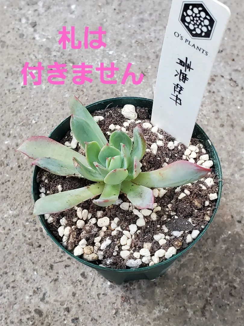 2026年最新】青典牡丹 多肉の人気アイテム - メルカリ