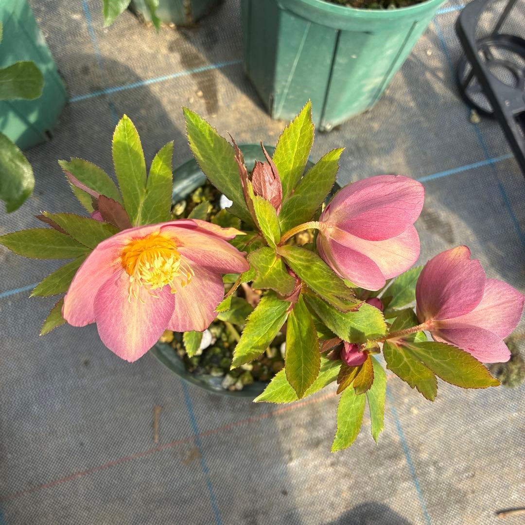 クリスマスローズ アプリコットピンク オーレア 6寸 - メルカリ