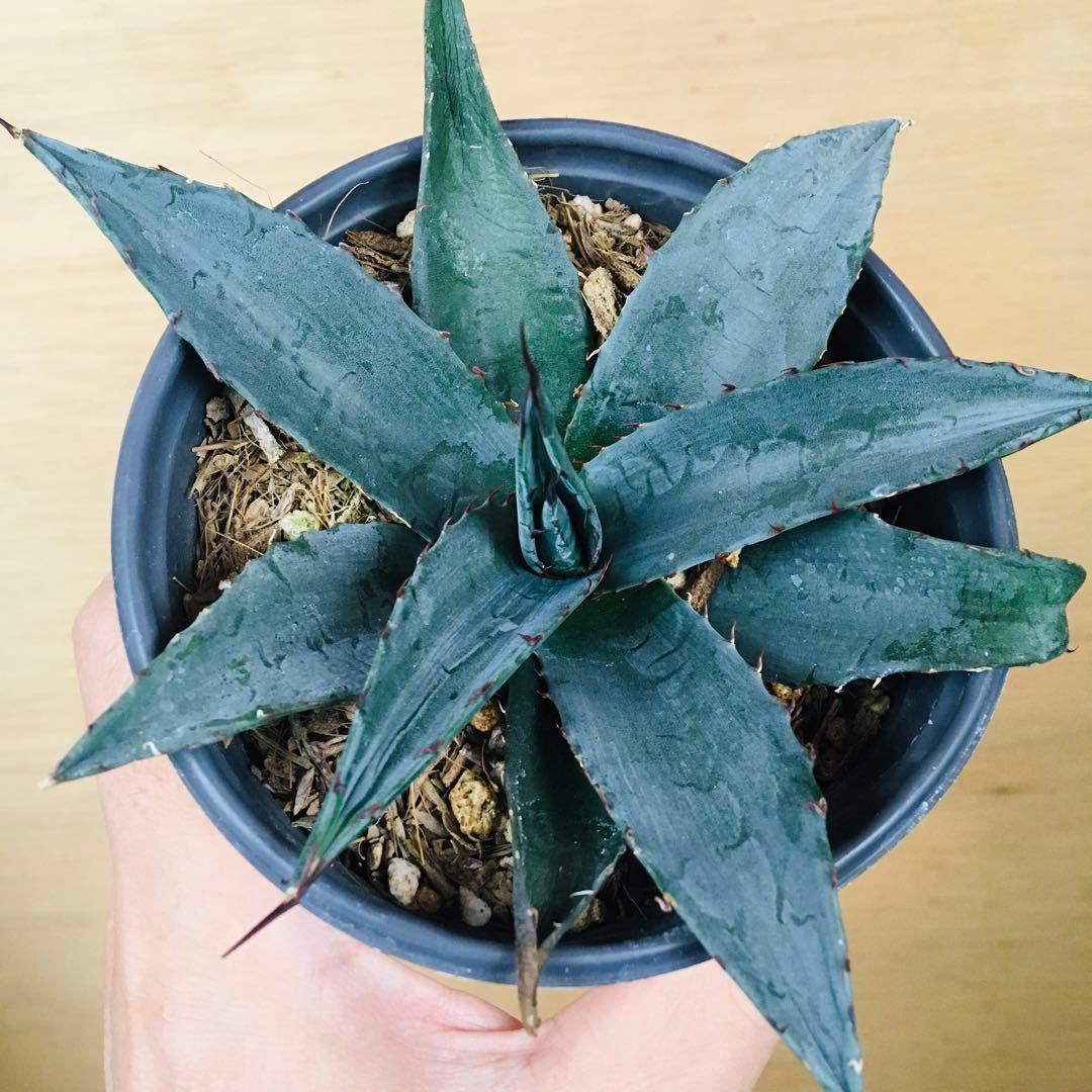 【稀少】アガベ ショー・タイム オバティフォリア × 笹の雪 hyb.