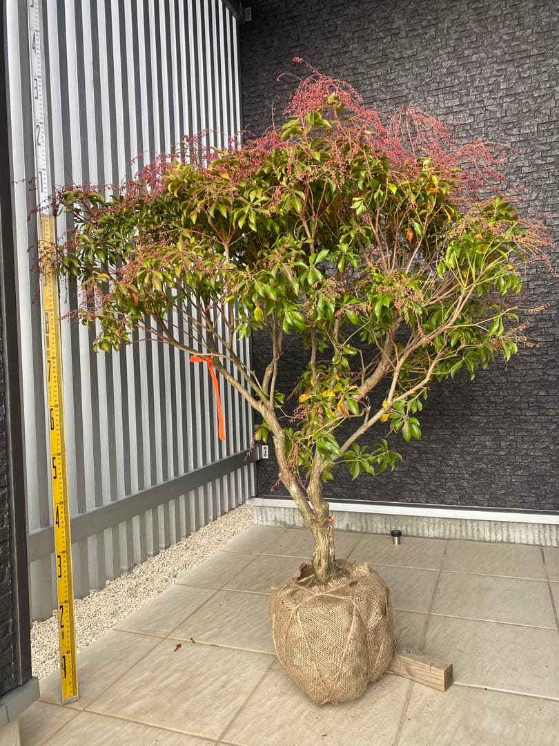 ベニアセビ　樹高H95cm ベニアセビ 樹高H95cm ベニアセビ 樹高H95cm