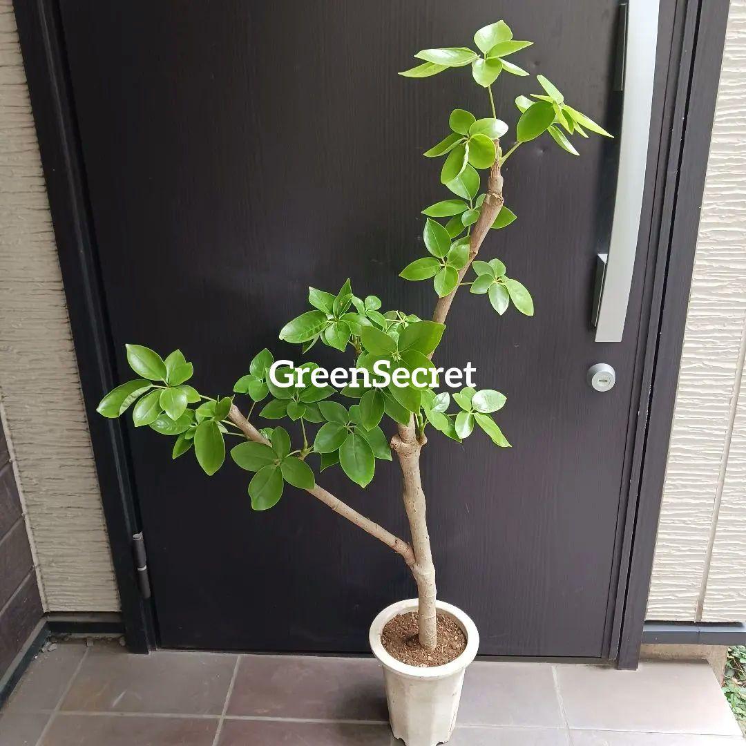 引取★1 シェフレラ SP 6号　観葉植物 観葉植物 シェフレラ 6号 コンパクタ プラスチック鉢 | 観葉植物なら