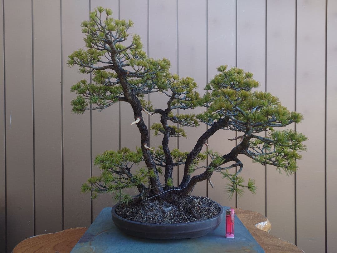 盆栽　五葉松　樹高50cm 五葉松 樹高14cm このサイズでこの迫力は魅力的ですね #小品盆栽