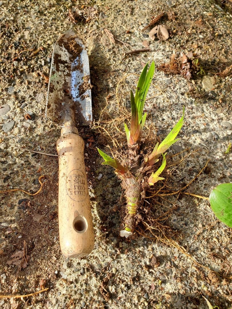 りぃです。購入済みです。耐寒宿根草　菖蒲湯用の菖蒲の株１株22-4(5) Amazon.co.jp: ノハナショウブ 野花菖蒲 球根 1株 冬植え 宿根草
