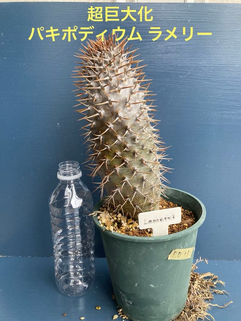 パキポディウム ラメレイ ラメリー 大苗 実生苗 塊根植物 超巨大化 園芸ネット本店｜パキポディウム：ラメリー（綴化接木）4号23-03 の