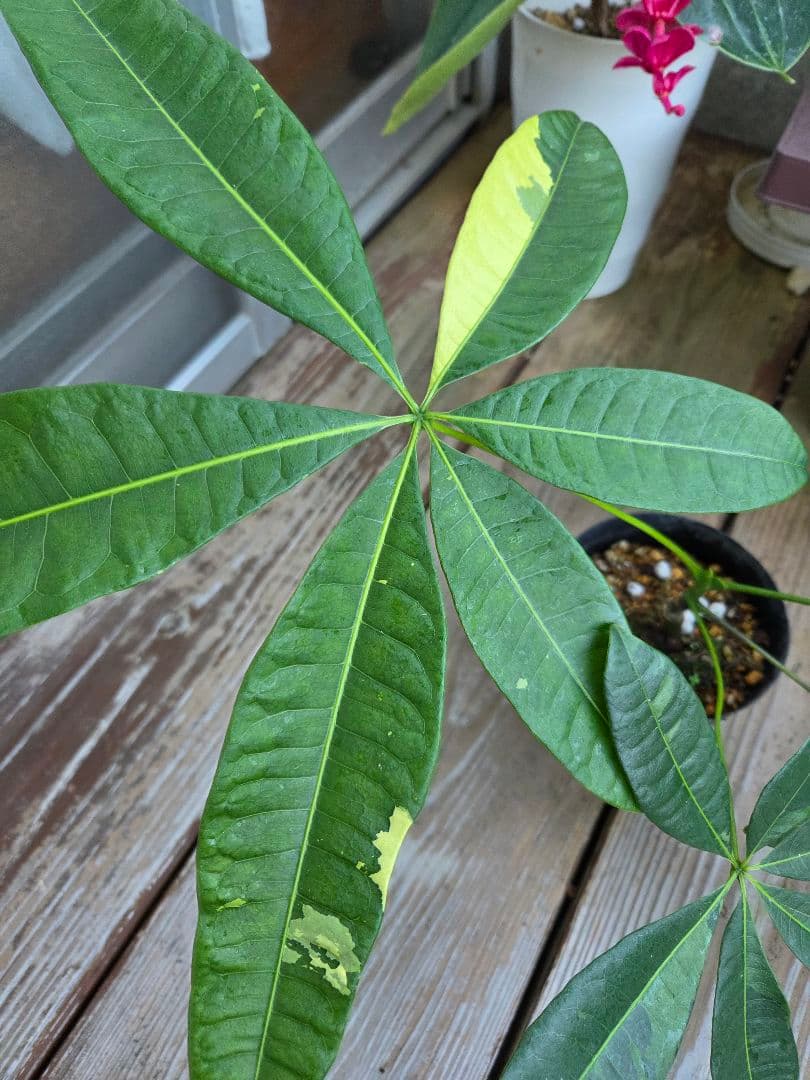 ま*ー様 パキラ　ムーンライト　実生苗 楽天市場】＼ポイント5倍／観葉植物 斑入り 実生 パキラ ムーンライト