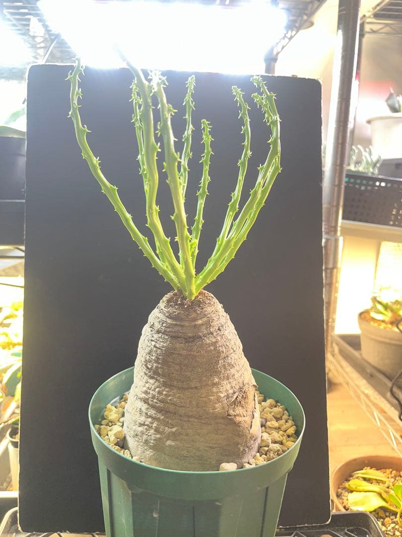 ユーフォルビア　デシドゥア isla del pescado - Euphorbia decidua-蓬莱島