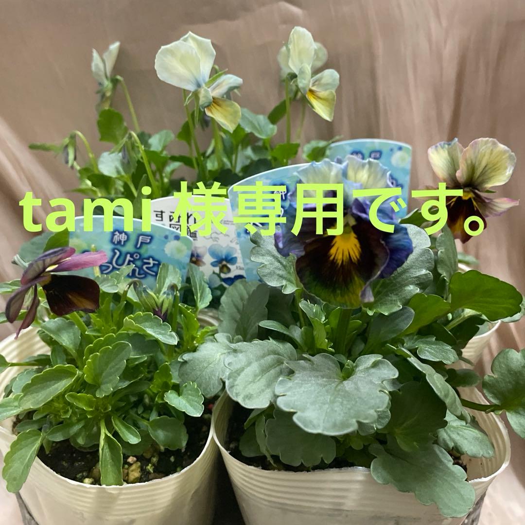 tami　4ポット Tami4 premium countertop water bar Project | Nekuda DM • Product