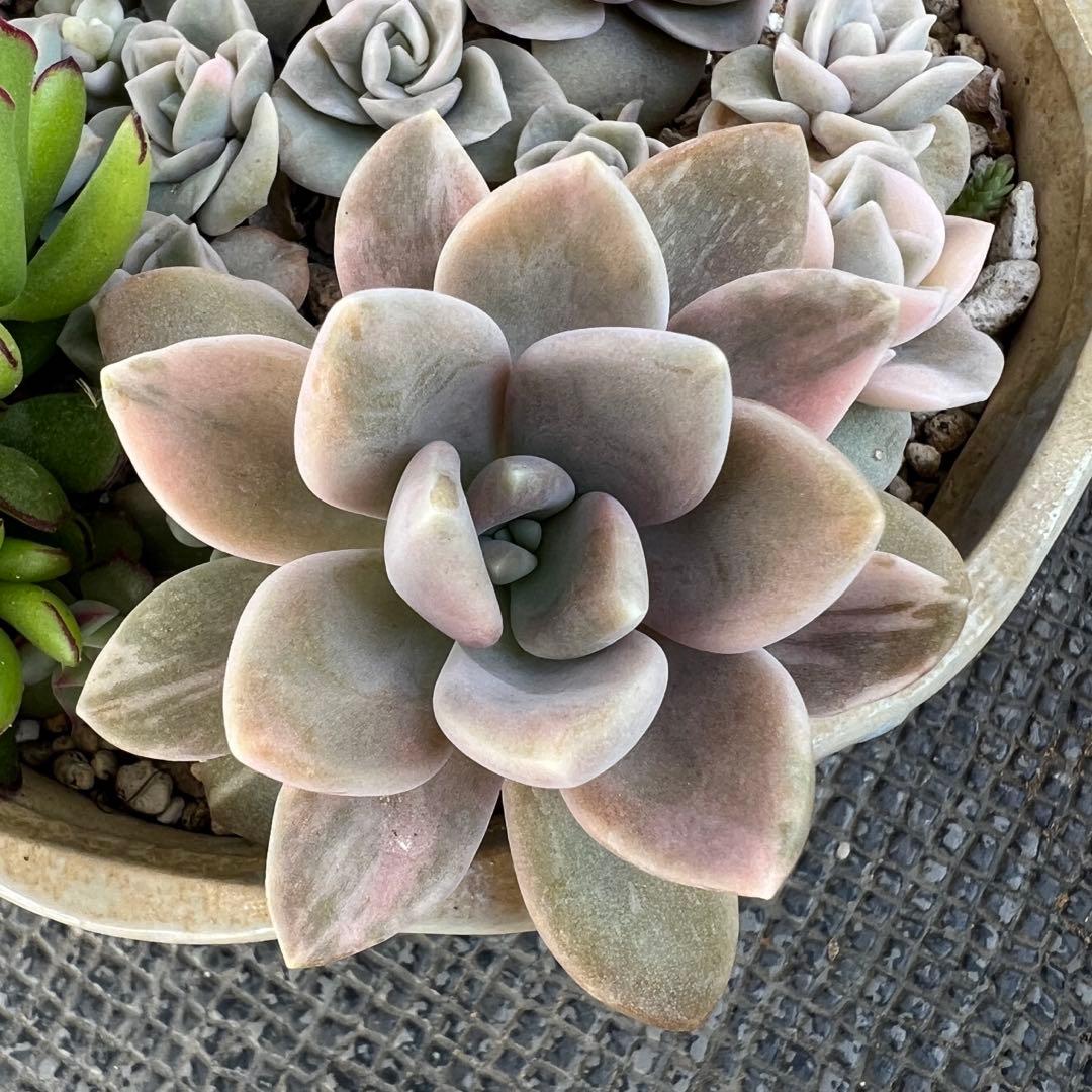 多肉植物 錦 抜き苗 - メルカリ