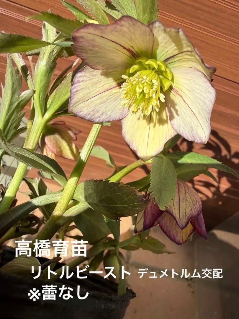 【未株分】高橋育苗 クリスマスローズ リトルビースト デュメ系交配 リトルビーストファントム デュメトラム系 高橋育苗 クリスマスローズ