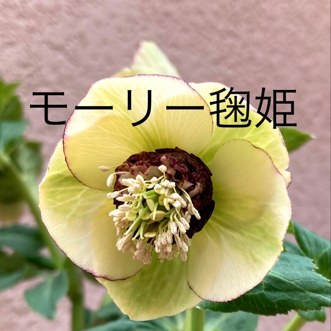 クリスマスローズ開花株 可愛いモーリー毱姫 こんばんは😊 今日のクリスマスローズ開花株の追加は2株です。 ①②毬