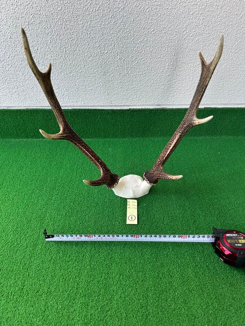 ニホンジカの角（NO.1） ニホンシカ | 【公式】池田動物園