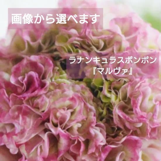 宿根草【タグ付】ラナンキュラスポンポン『マルヴァ』超大輪【５号】ポット苗　発送♪ 宿根草【タグ付】ラナンキュラスポンポン『マルヴァ』5号【超大輪