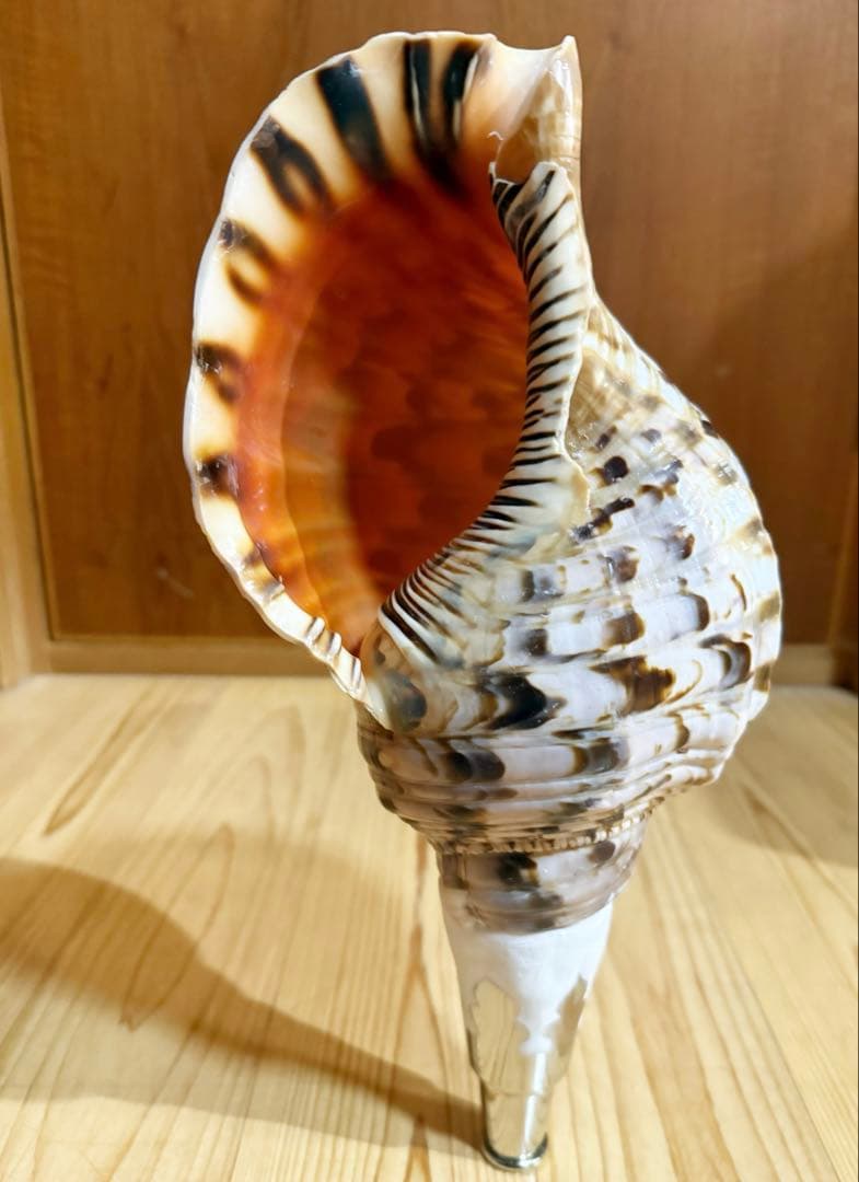 ケ*ン様 修験道法螺貝36㎝　山伏　密教　魔除け　熊よけ❣️ホラガイ　ほら貝 修験道法螺貝 山伏 密教 魔除け 熊よけ❣️ホラガイ ほら貝 L108288728