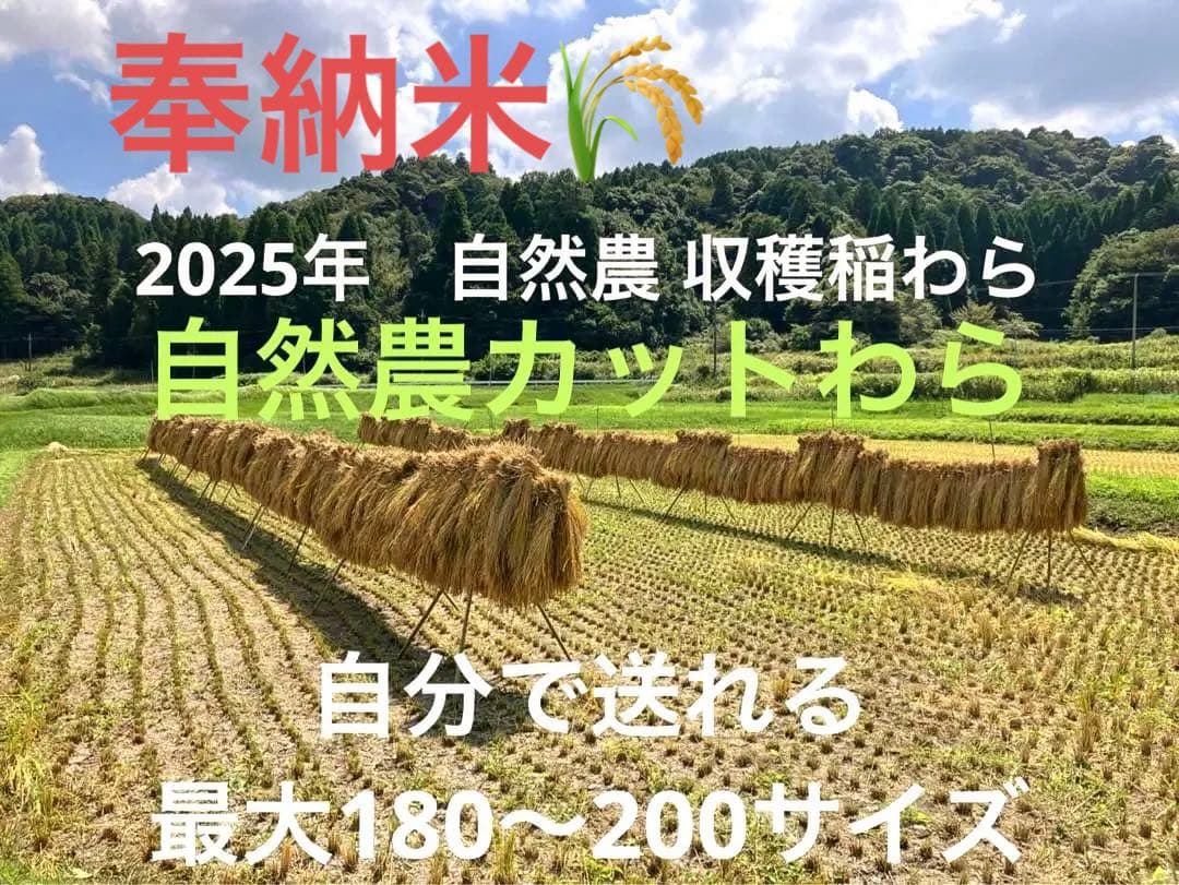 2025年収穫 無肥料　農薬不使用　カット稲わら 発送最大180〜200サイズ 無農薬、有機栽培稲わら 無選別カット 500g 10cm前後に細かく