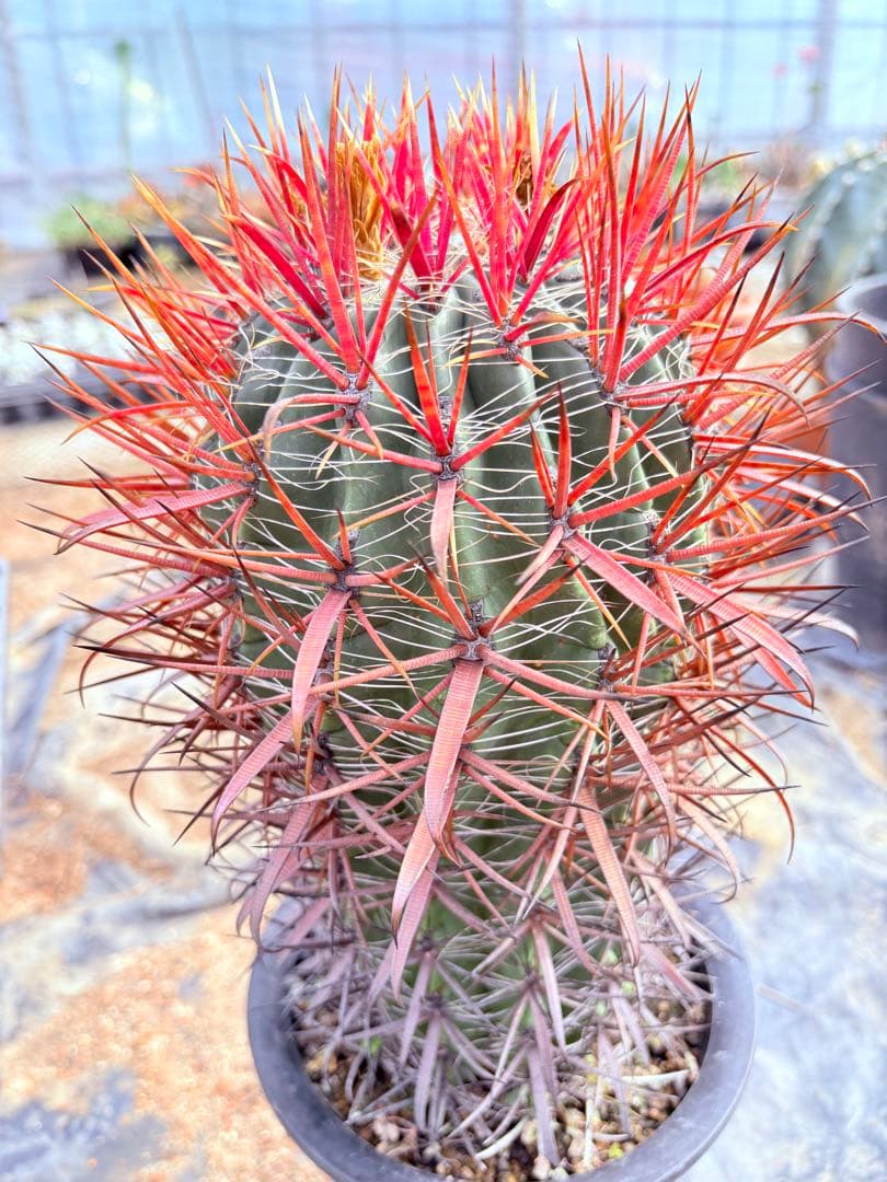 サボテン フェロカクタス 赤棘金冠竜 フェロカクタス・赤刺金冠竜 - Collection : コレクション - NEO GREEN