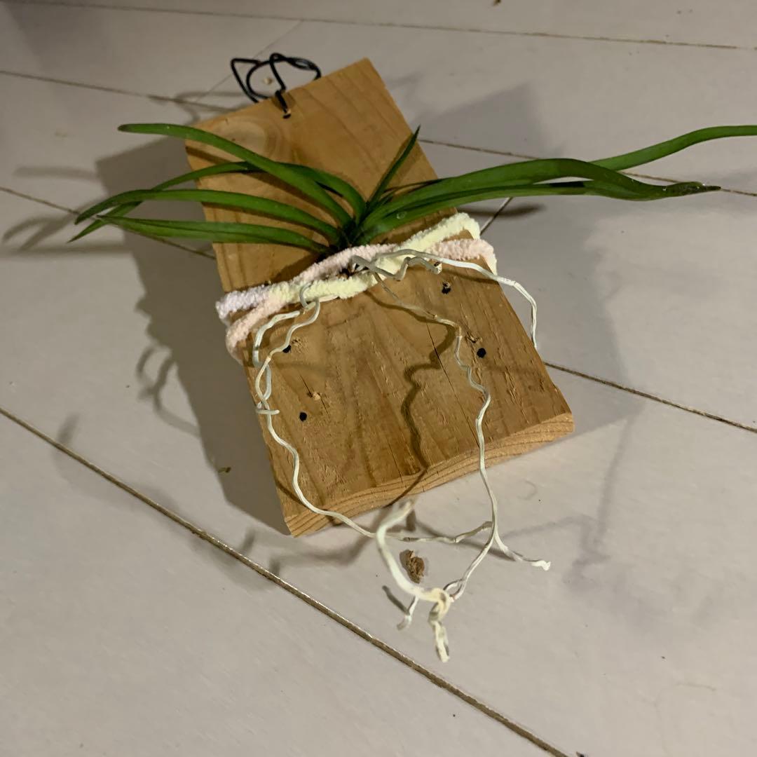 品種不明 imgrc0188430376.jpg