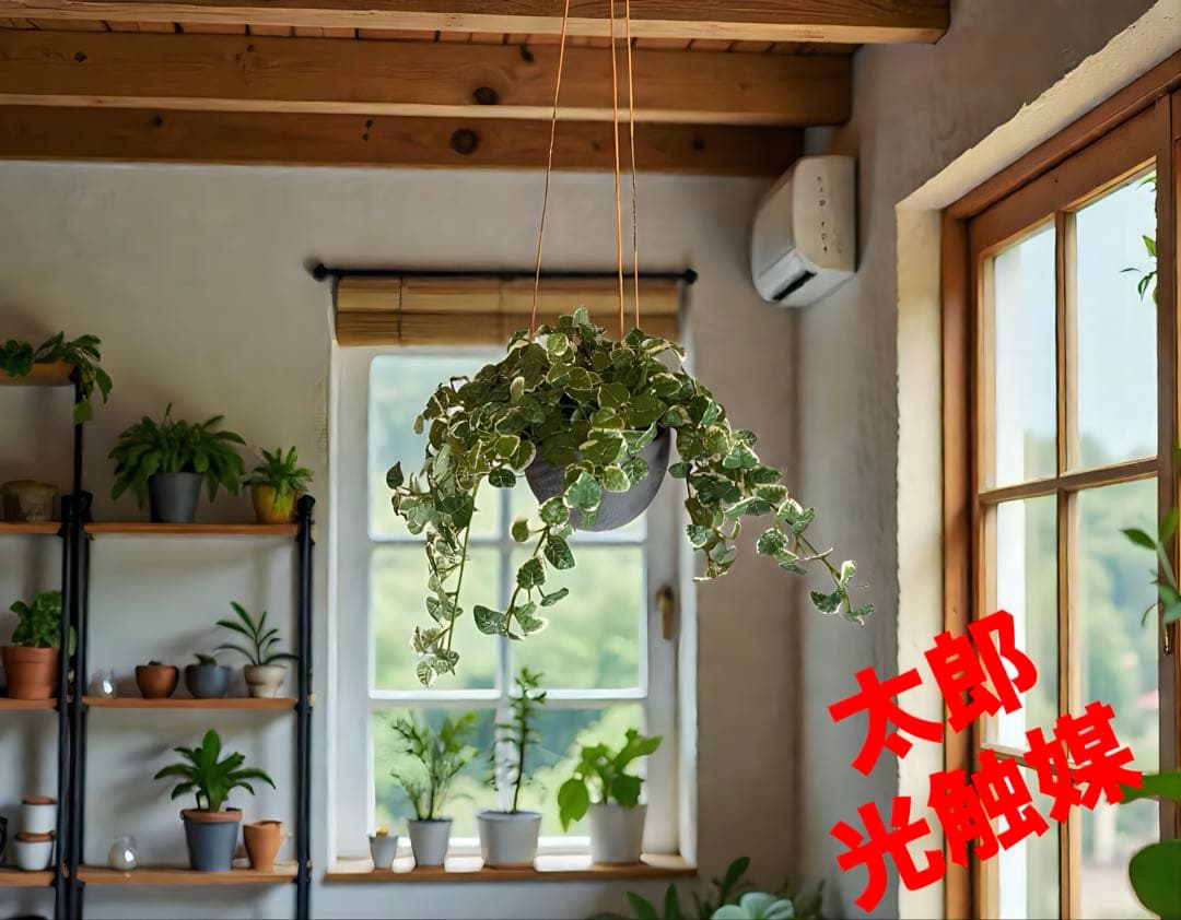 光触媒　人工観葉植物　ウォールグリーン　フェイクグリーン　プミラハンギング 楽天市場】ハンギング グリーン D プミラ (造花 フェイクグリーン 吊り