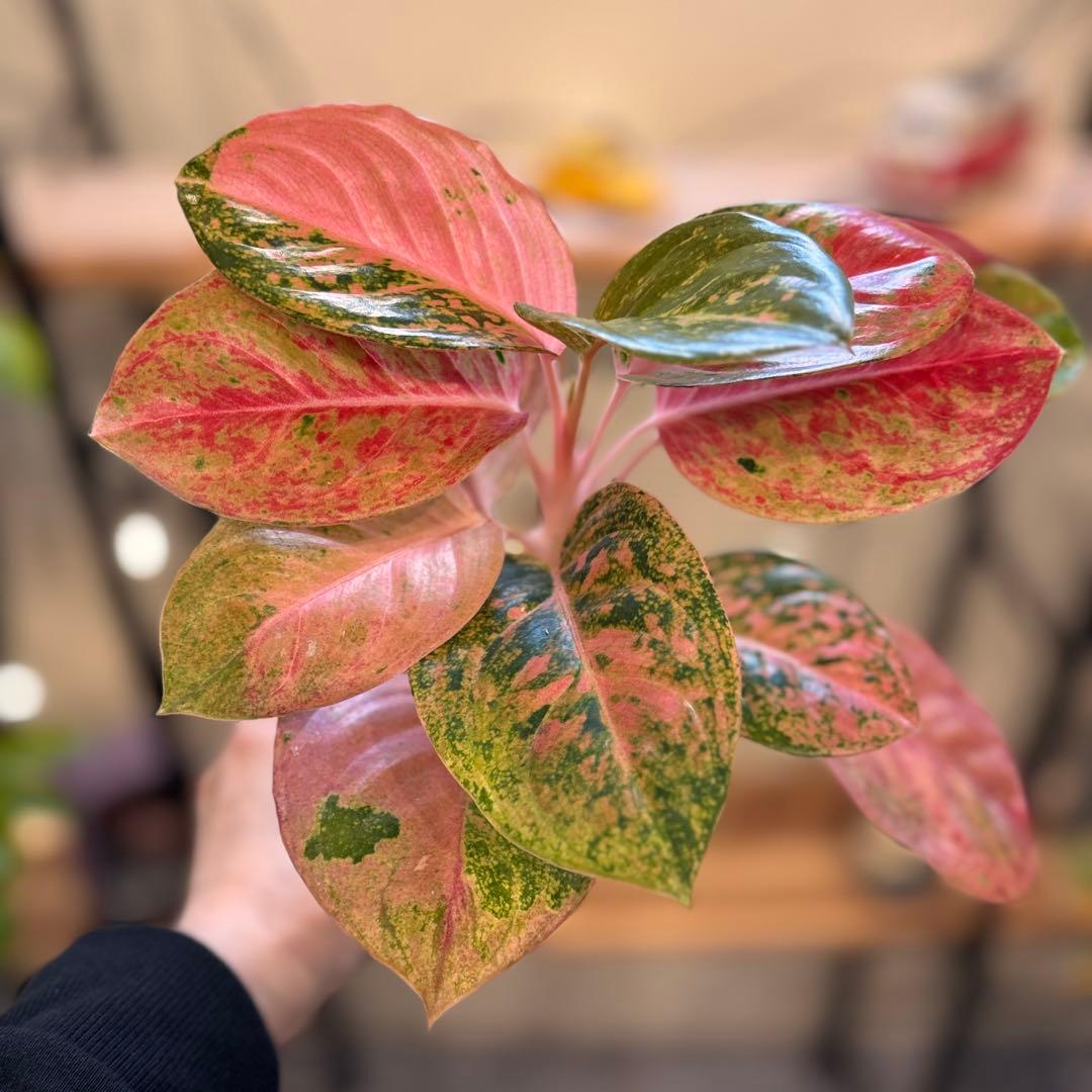 ろ*読様 31 アグラオネマ　ピンクイメリタス　上品な色合い　取り木可能サイズ 稀少＞Aglaonema Pink Emeritus アグラオネマ ピンクイメリタス | M