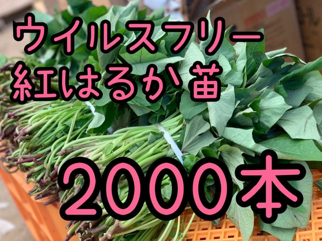 【予約受付中】紅はるか苗☆ウイルスフリー 2,000本 5月下旬から発送開始 楽天市場】紅 はるか 苗 ウイルス フリーの通販