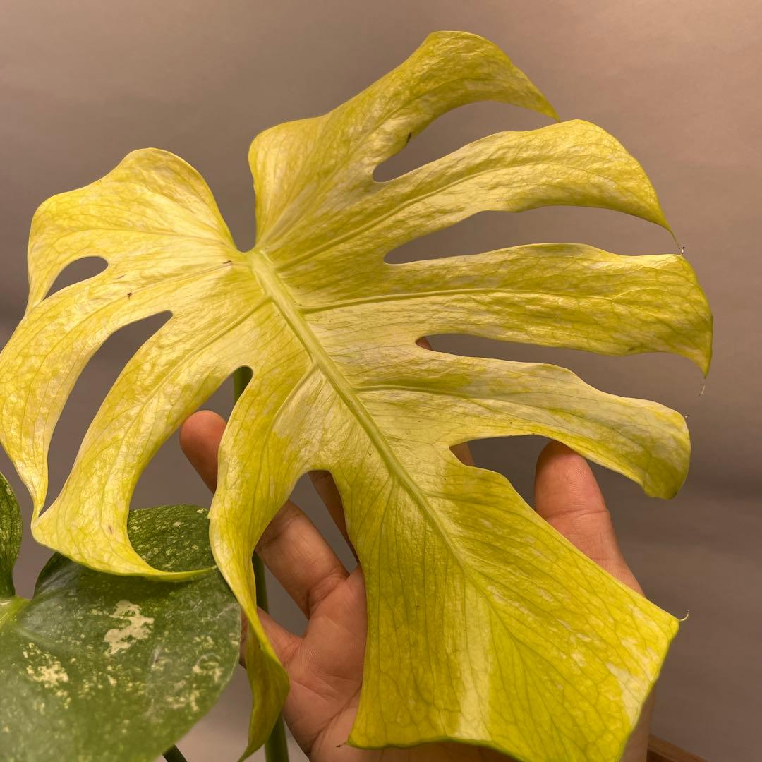 あ*や様 lsw671ホワイトモンスター 天津蘭 モンステラ斑入り 20240222-001-300x200.jpg