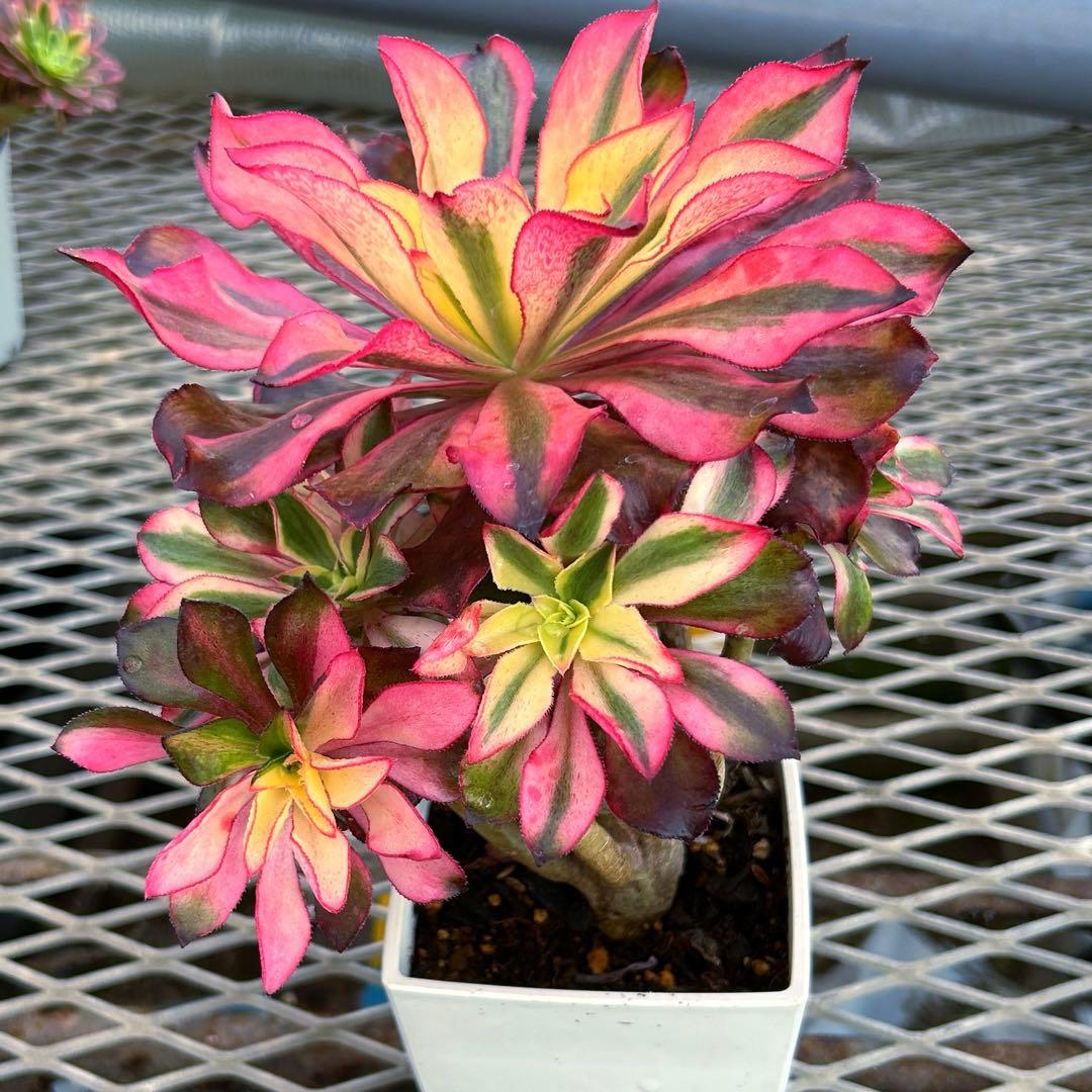 アエオニウム錦　人気　ゴースト　魅影　七彩頭あり　抜き苗　高斑タイプ　希少‼️ 多肉専門VERVE - アエオニウム属｜Yahoo!ショッピング