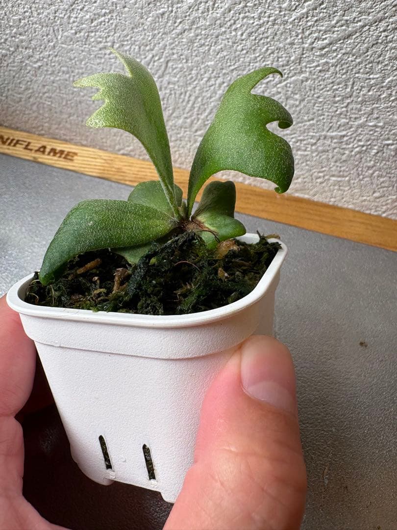 P. Willincki cv.Sweet moon sporeling - メルカリ